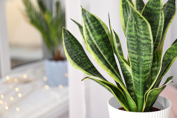 snake plant air quality